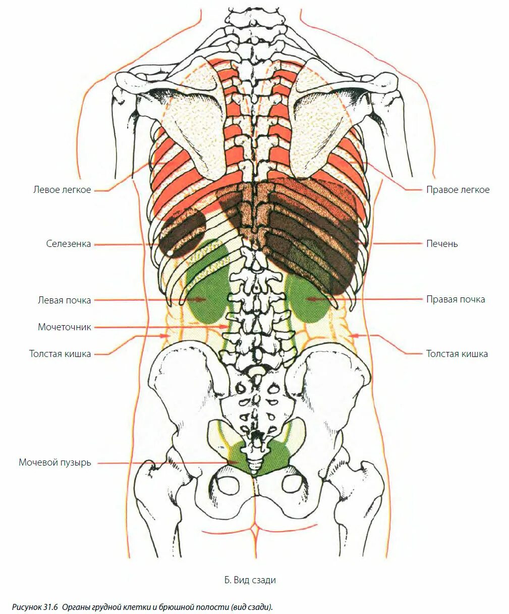 Расположение органов человека схема со спины Расположение фото - DelaDom.ru