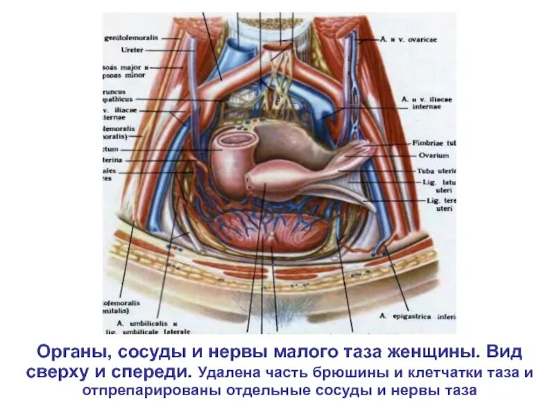 Расположение органов малого таза фото Картинки СХЕМА МАЛОГО ТАЗА