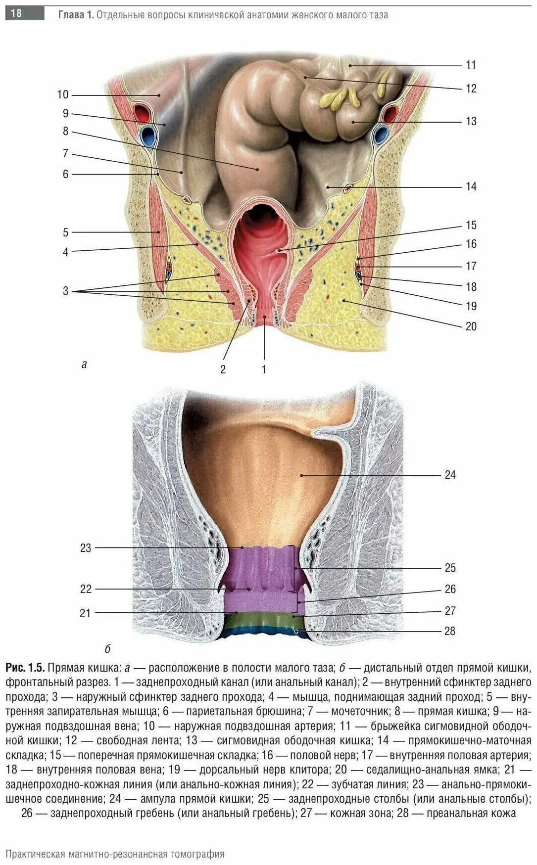Расположение органов малого таза фото Труфанова Г. Е. МРТ. Органы малого таза у женщин. Практическая магнитно-резонанс