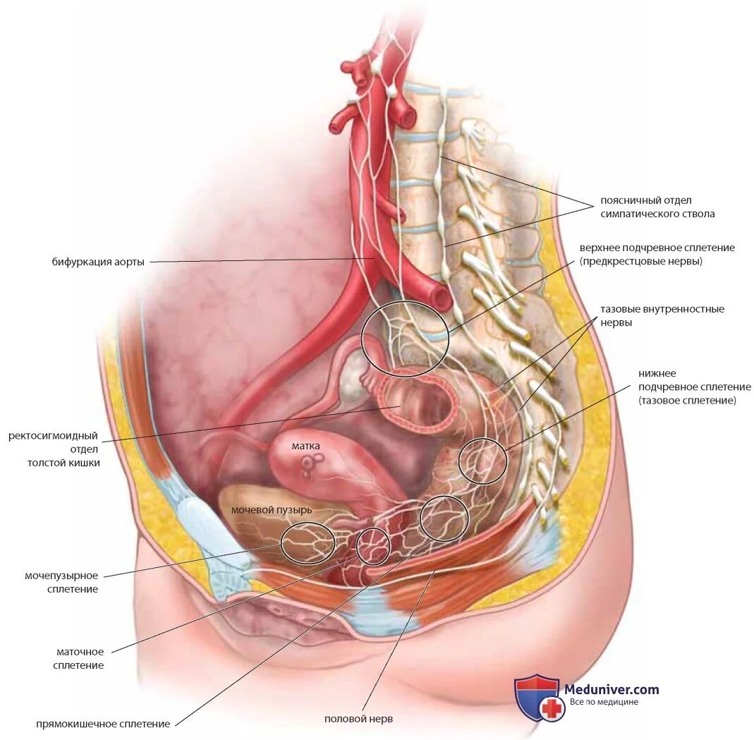 Расположение органов малого таза фото Тазовое сплетение женского таза
