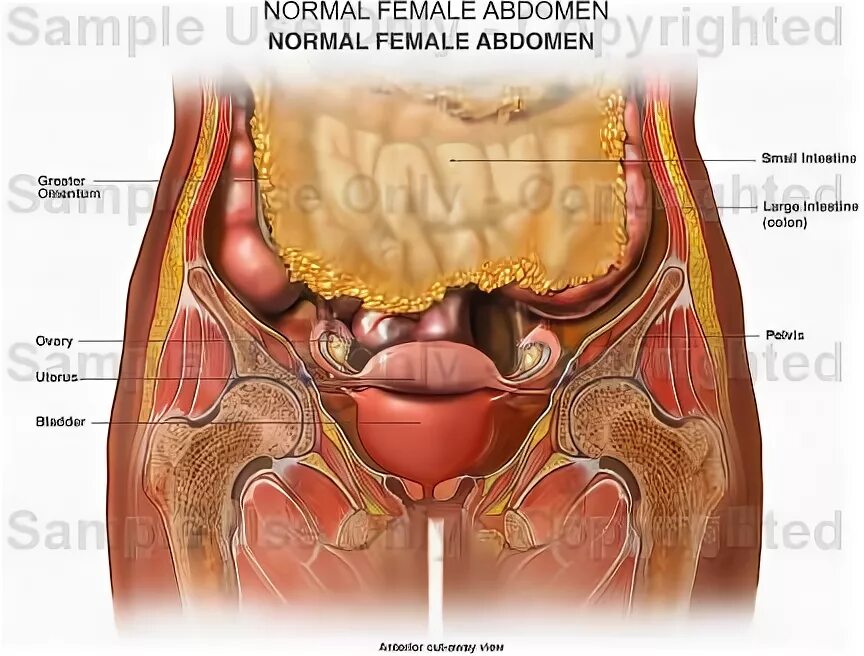 Расположение органов малого таза фото Female Abdominal Anatomy Pictures MedicineBTG.com