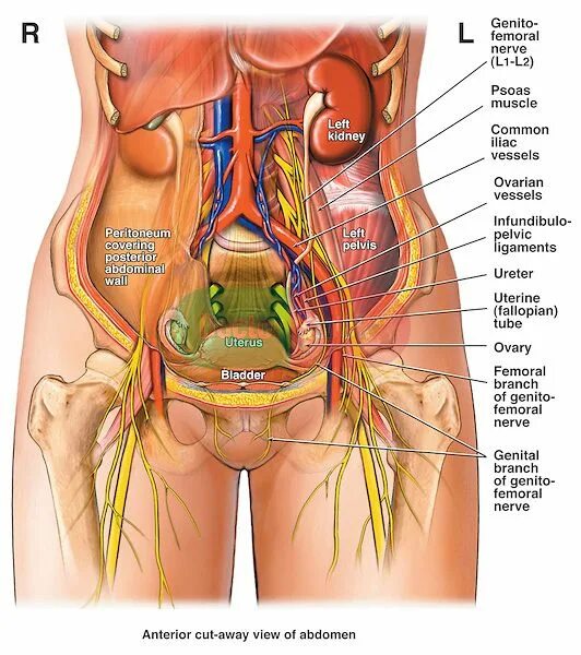 Расположение органов малого таза фото psoas muscle release - Google Search Bladder, Psoas muscle, Psoas release