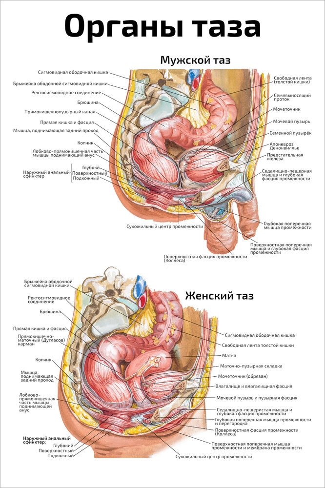 Расположение органов малого таза фото Тазик женский - купить по низкой цене на Яндекс Маркете