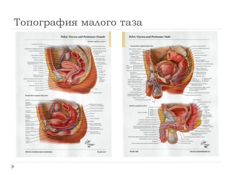 Расположение органов малого таза фото Мочеполовой аппарат