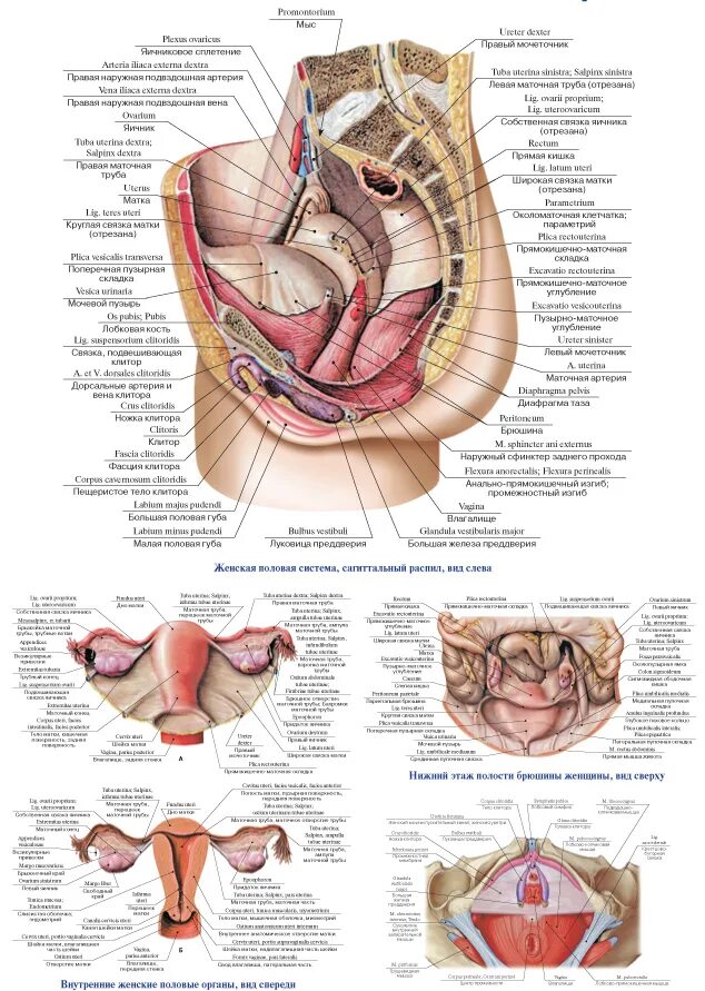 Расположение органов малого таза фото Анатомия органов таза женщины - описание, заказать Гэотар-мед