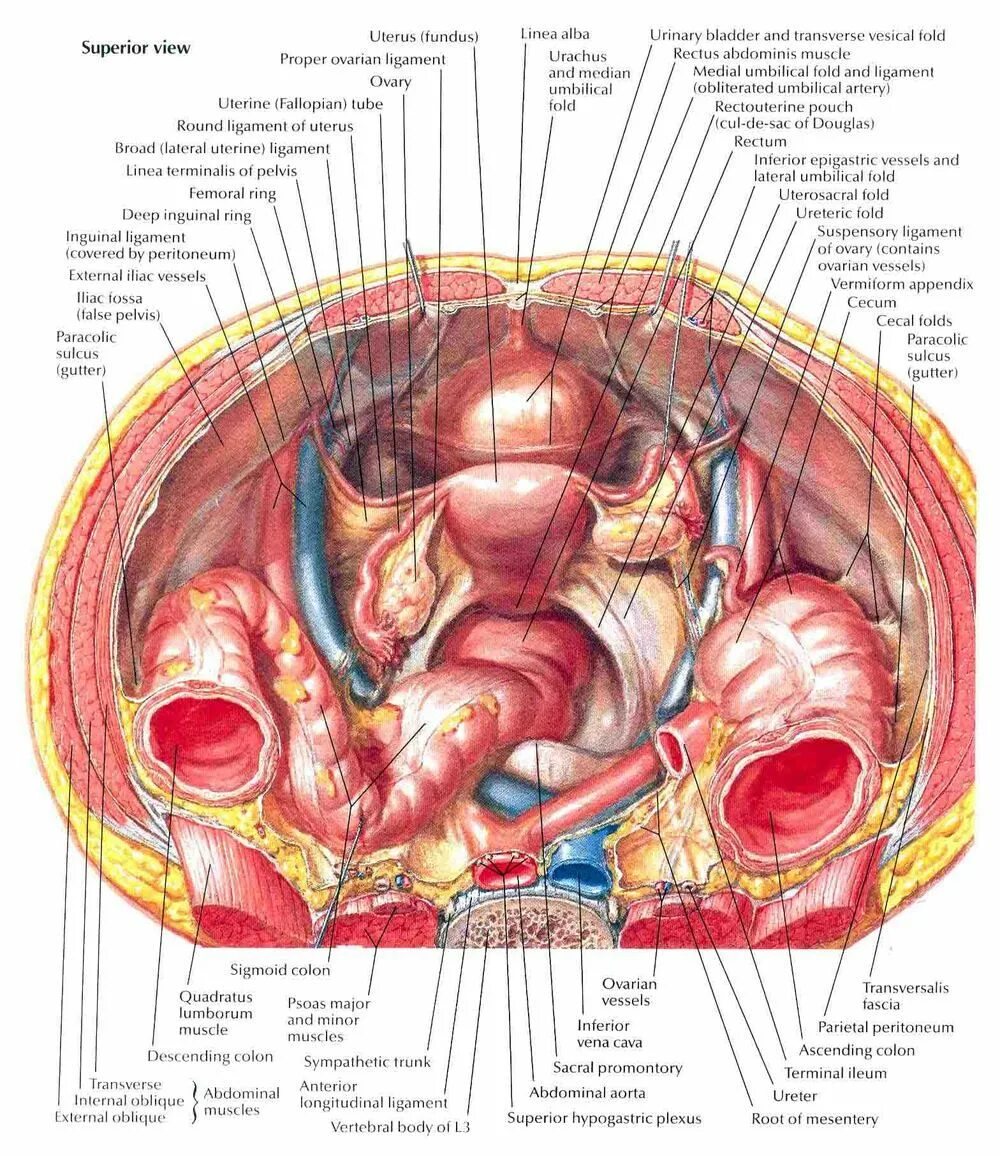 Расположение органов малого таза фото Pin on surgery