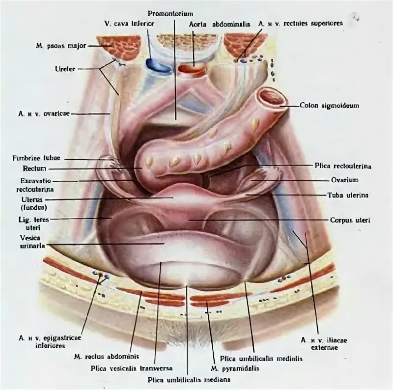 Расположение органов малого таза у женщин фото Малый Таз У Женщин Где Находится Фото - Фото