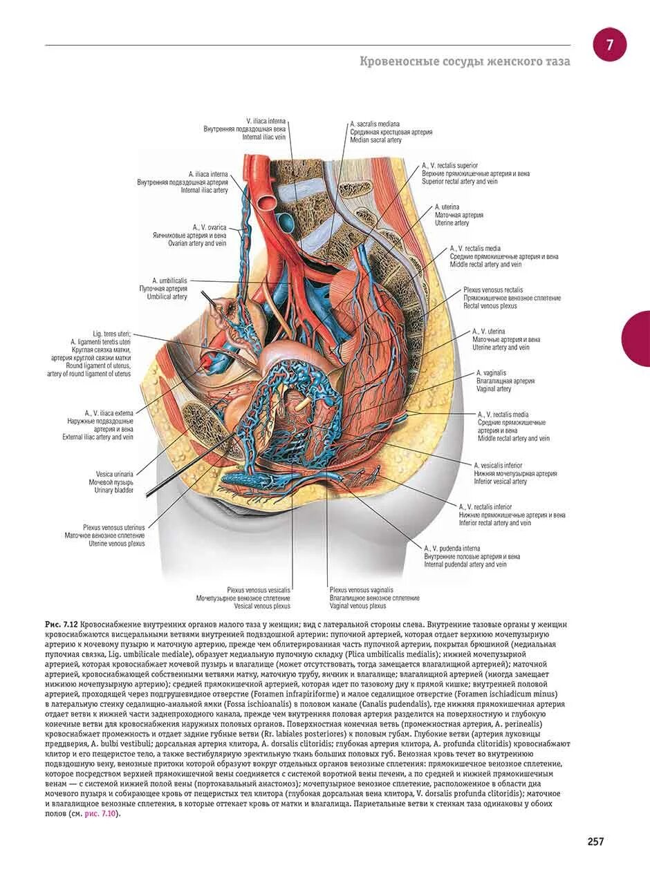 Расположение органов малого таза у женщин фото Книга "Sobotta. Атлас анатомии человека. Том 2 (внутренние органы)". Купить атла