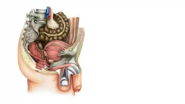 Расположение органов малого таза у женщин фото File:Male pelvic viscera and perineum (preview) - Human Anatomy Kenhub 1.webm - 