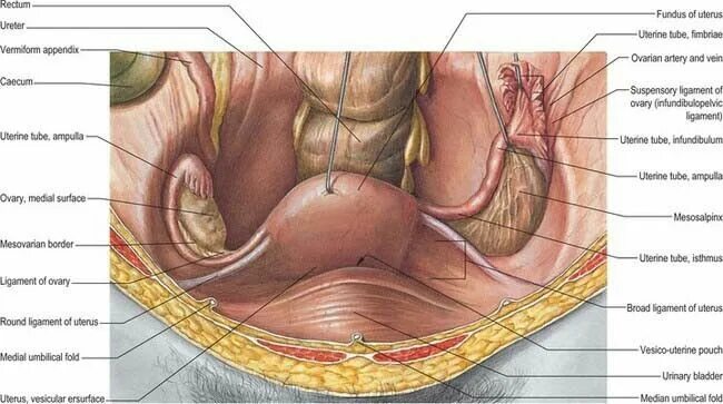 Расположение органов малого таза у женщин фото Peritoneal folds over pelvic viscera. Ovaries, Ovarian, Arteries