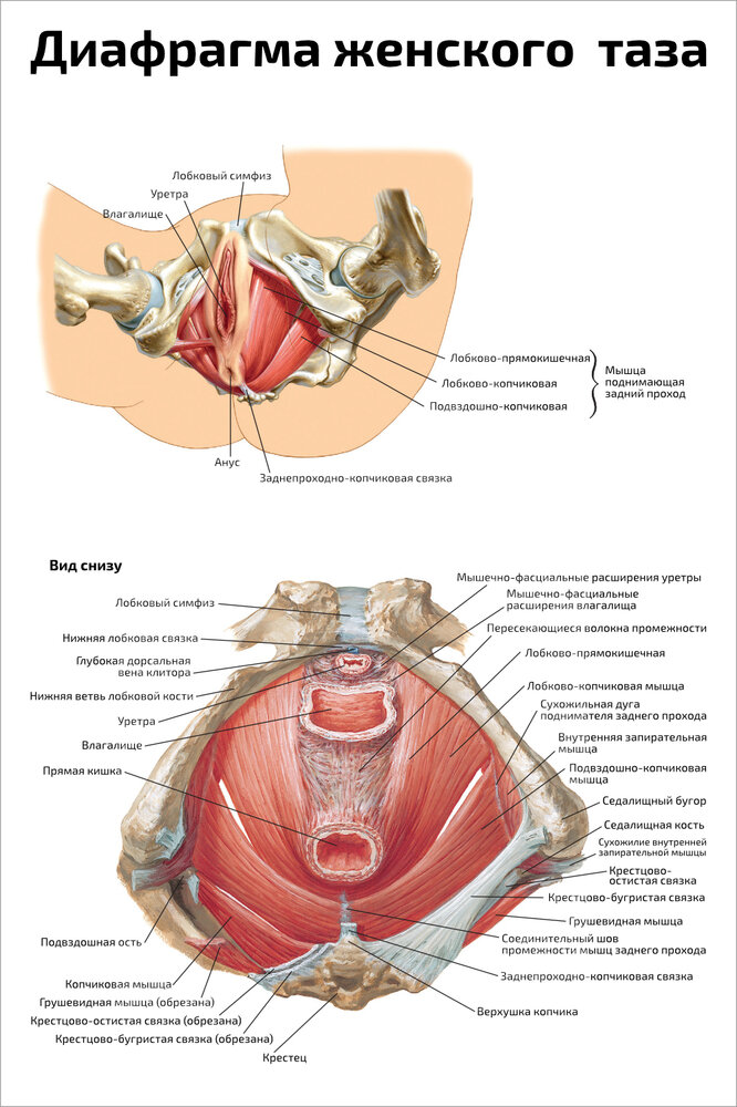 Расположение органов малого таза у женщин схема Плакат Квинг Диафрагма женского таза ламинированный 457 × 610 мм ≈ (А2) - купить