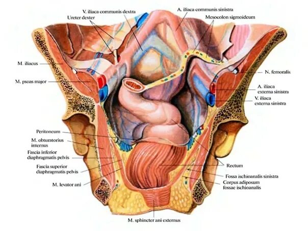 Расположение органов малого таза у женщин схема Схема органов таза женщины