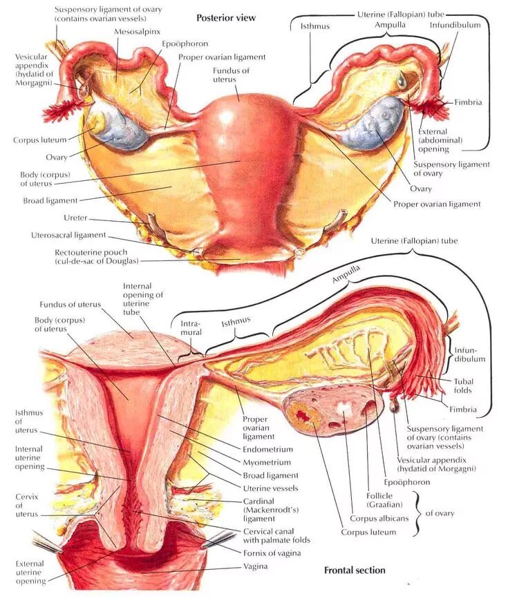 Расположение органов малого таза у женщин схема Female reproductive system anatomy, Medical anatomy, Human body anatomy