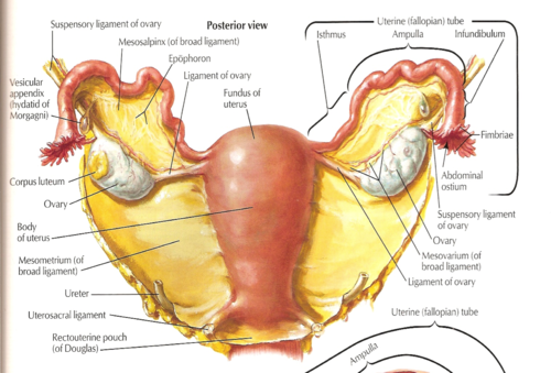 Расположение органов малого таза у женщин схема Pelvic organ prolapse Flashcards Quizlet