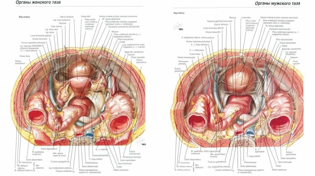 Расположение органов малого таза у женщин схема Схема женских органов малого таза