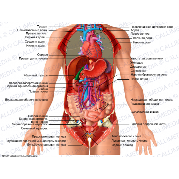 Расположение органов схема Pin on Anatomie