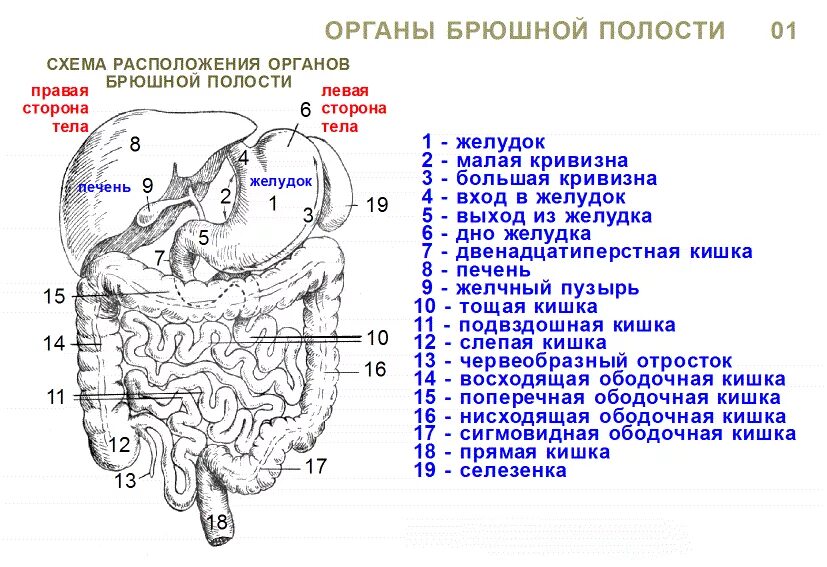 Расположение органов схема Анатомия человека. Строение и расположение внутренних органов человека. Органы г