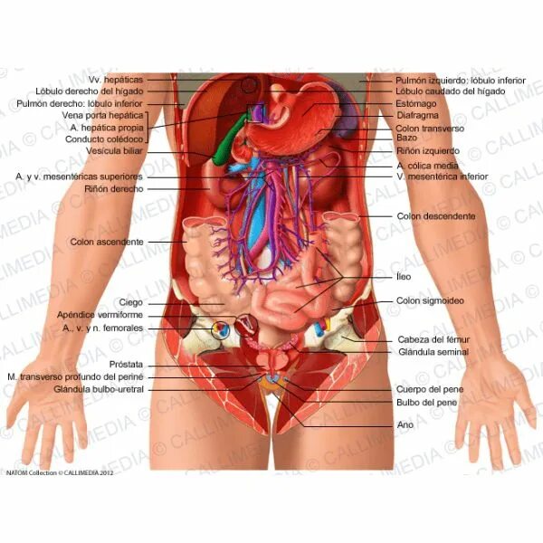 Расположение органов схема Anatomía de superficie del abdomen Cavidades del cuerpo, Cuerpo humano anatomia,