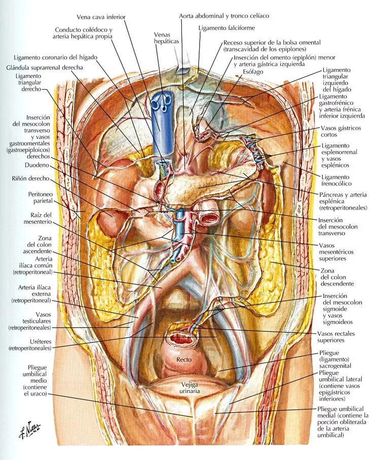 Расположение органов схема Atlas de anatomía humana. 5ª ed. http://kmelot.biblioteca.udc.es/record=b1467192