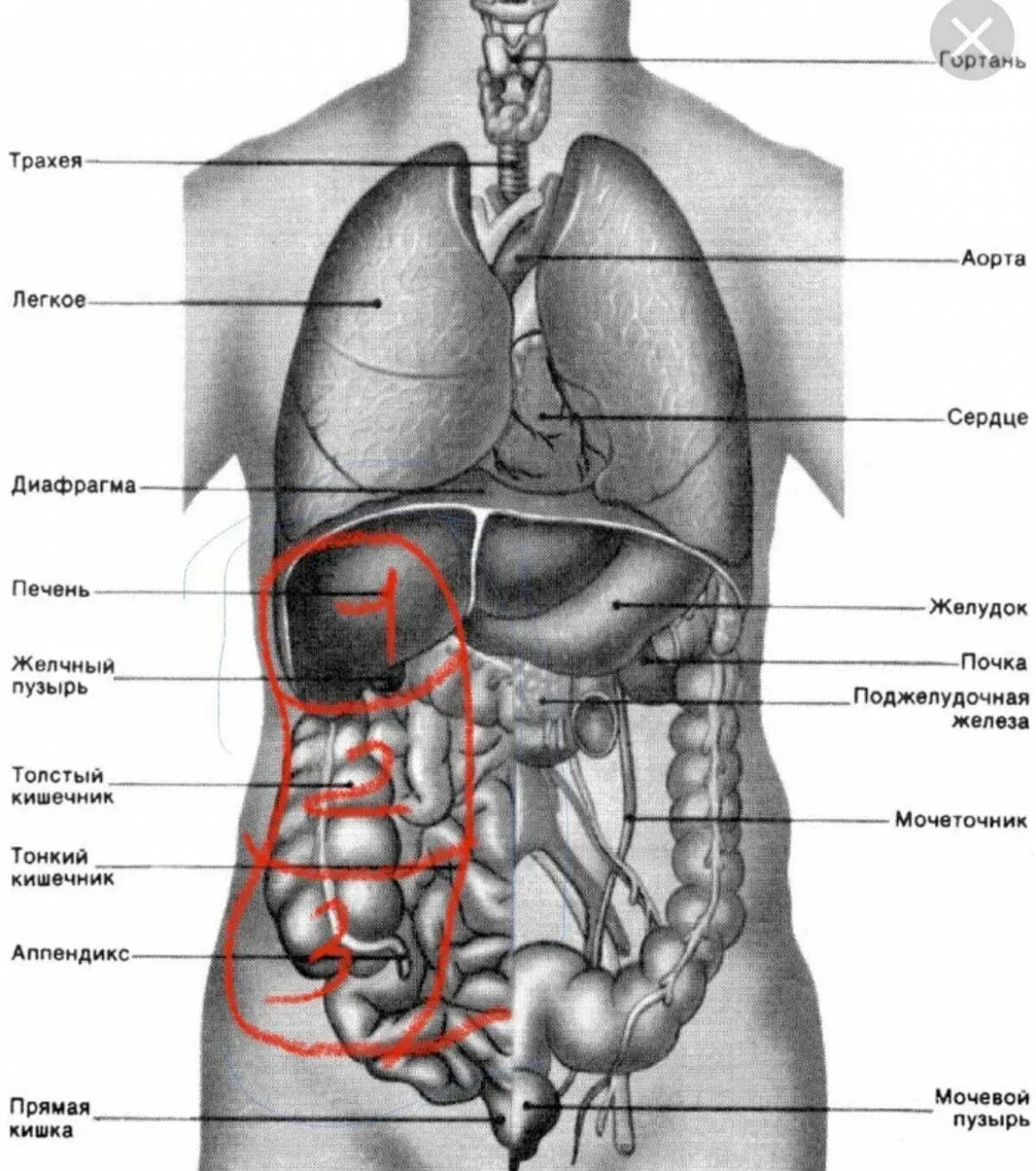 Расположение органов схема Картинки Строение человека (25 шт.) - #5162