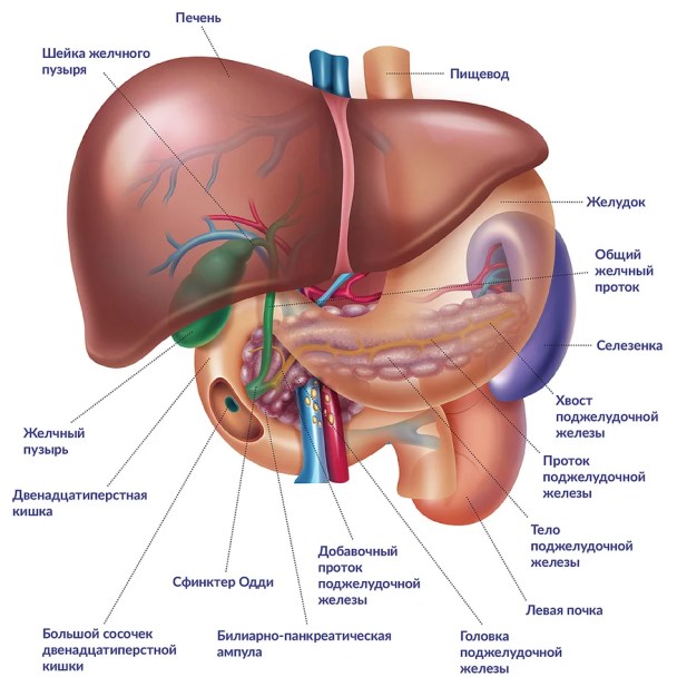 Расположение органов схема Атлас внутренних органов человека в картинках - Анатомия человека в картинках - 