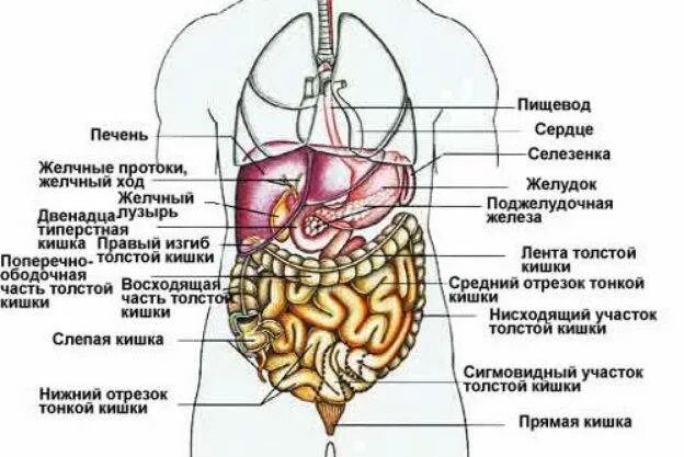 Расположение органов схема Что находится слева органы