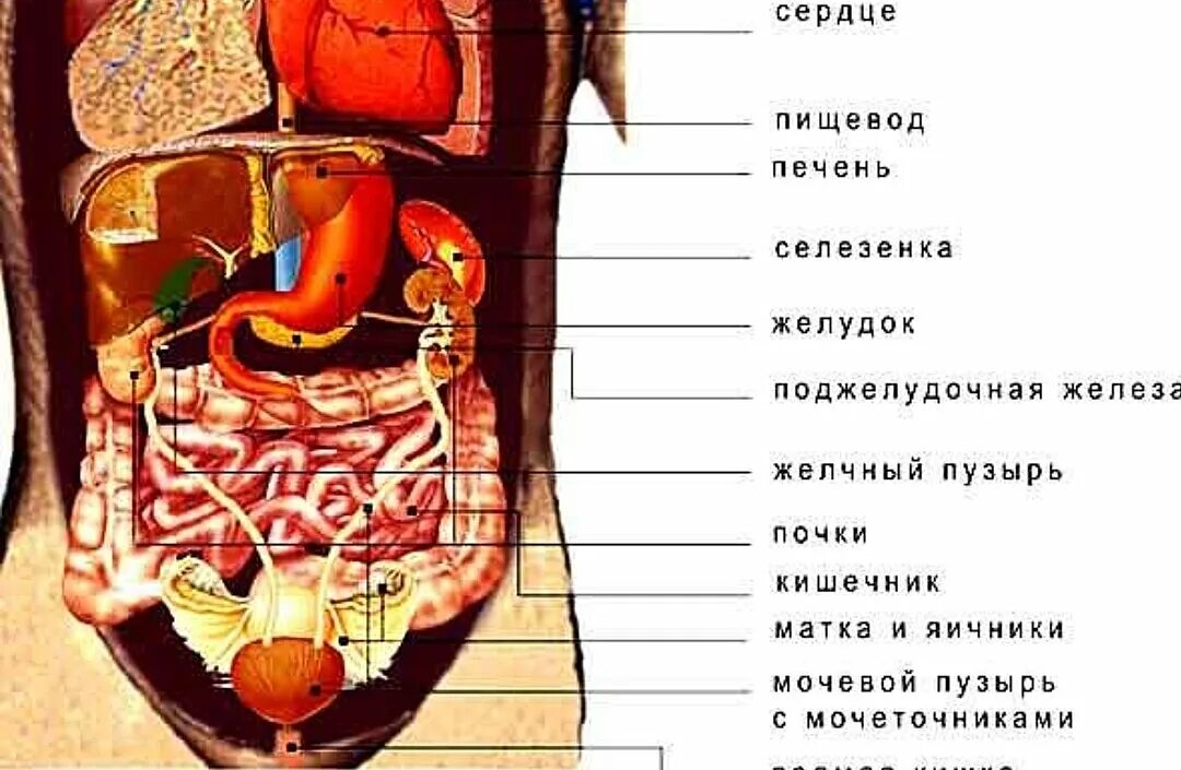 Расположение органов схема Бок слева органы