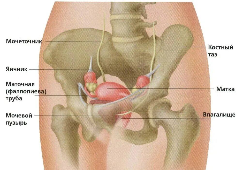 Расположение органов таза у женщин схема Первые симптомы опущения органов малого таза