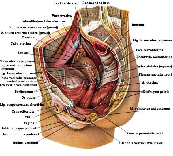 Расположение органов таза у женщин схема Ответы Mail.ru: Так все-таки, какой должна быть женщина?