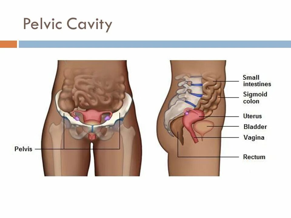 Расположение органов таза у женщин схема Organization of the Body - ppt video online download