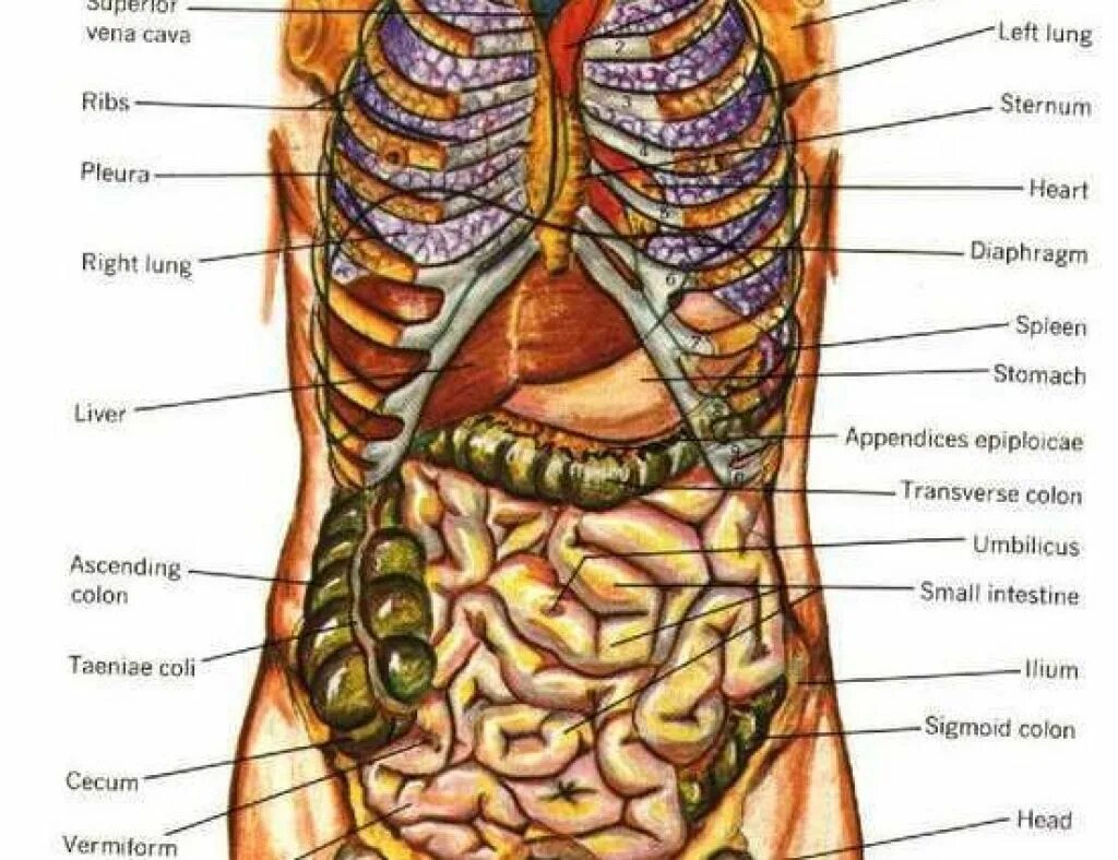 Расположение органов у человека фото схема Анатомическое строение человека органы