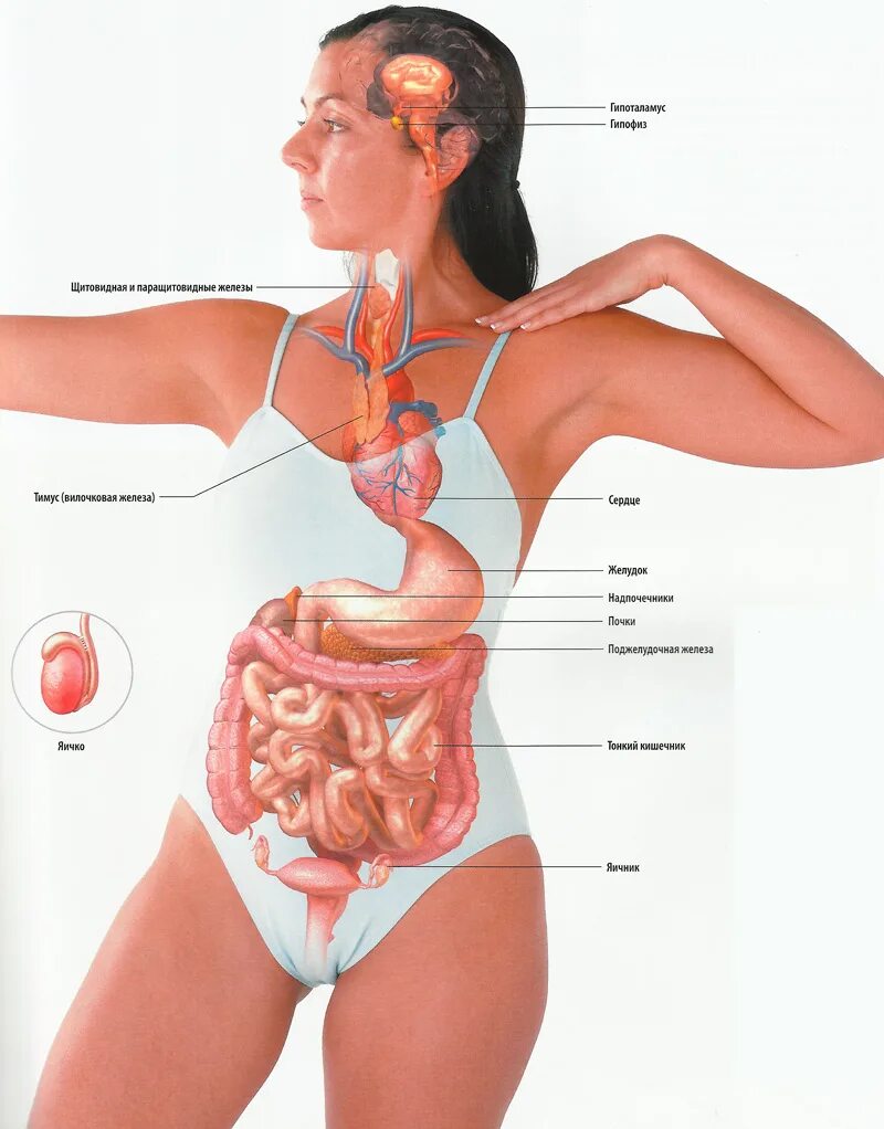 Расположение органов у человека фото схема Эндокринология в Нижнем Новгороде Консультация врача эндокринолога Клиника "Ника
