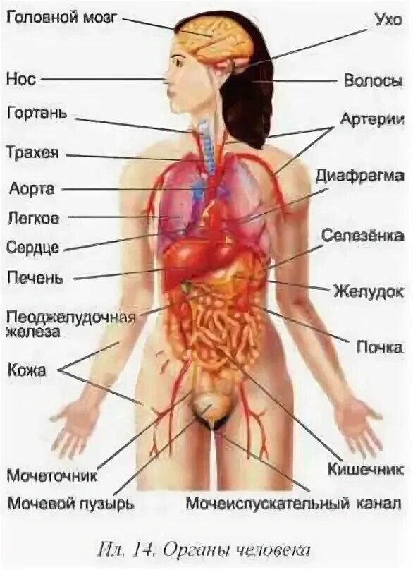 Расположение органов у человека фото схема Строение организма в картинках