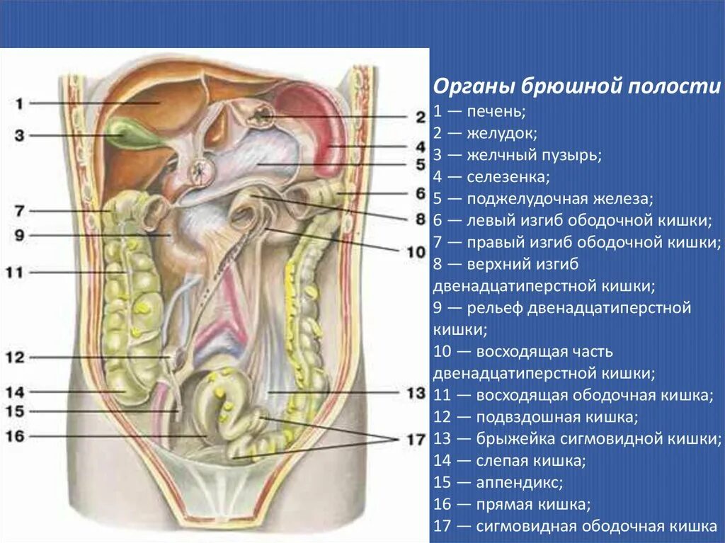 Расположение органов у человека фото схема Брюшной полости человека с указанием органов - CollectPhoto.ru