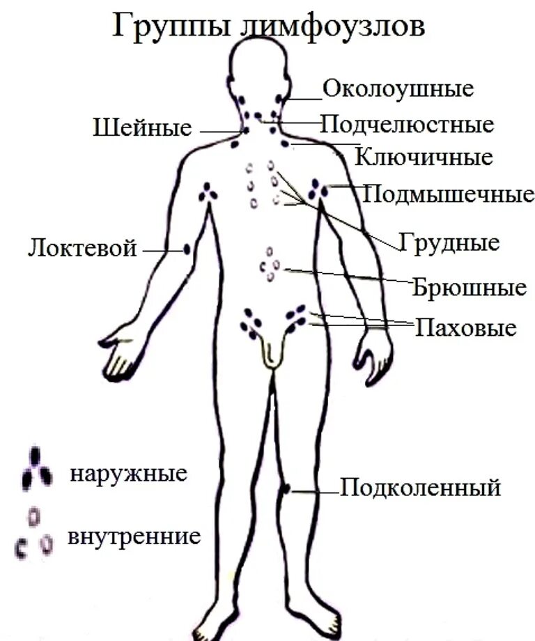 Расположение паховых лимфоузлов у женщин схема Промазывание лимфатических узлов эфирными маслами при воспалении, инфекциях, ток