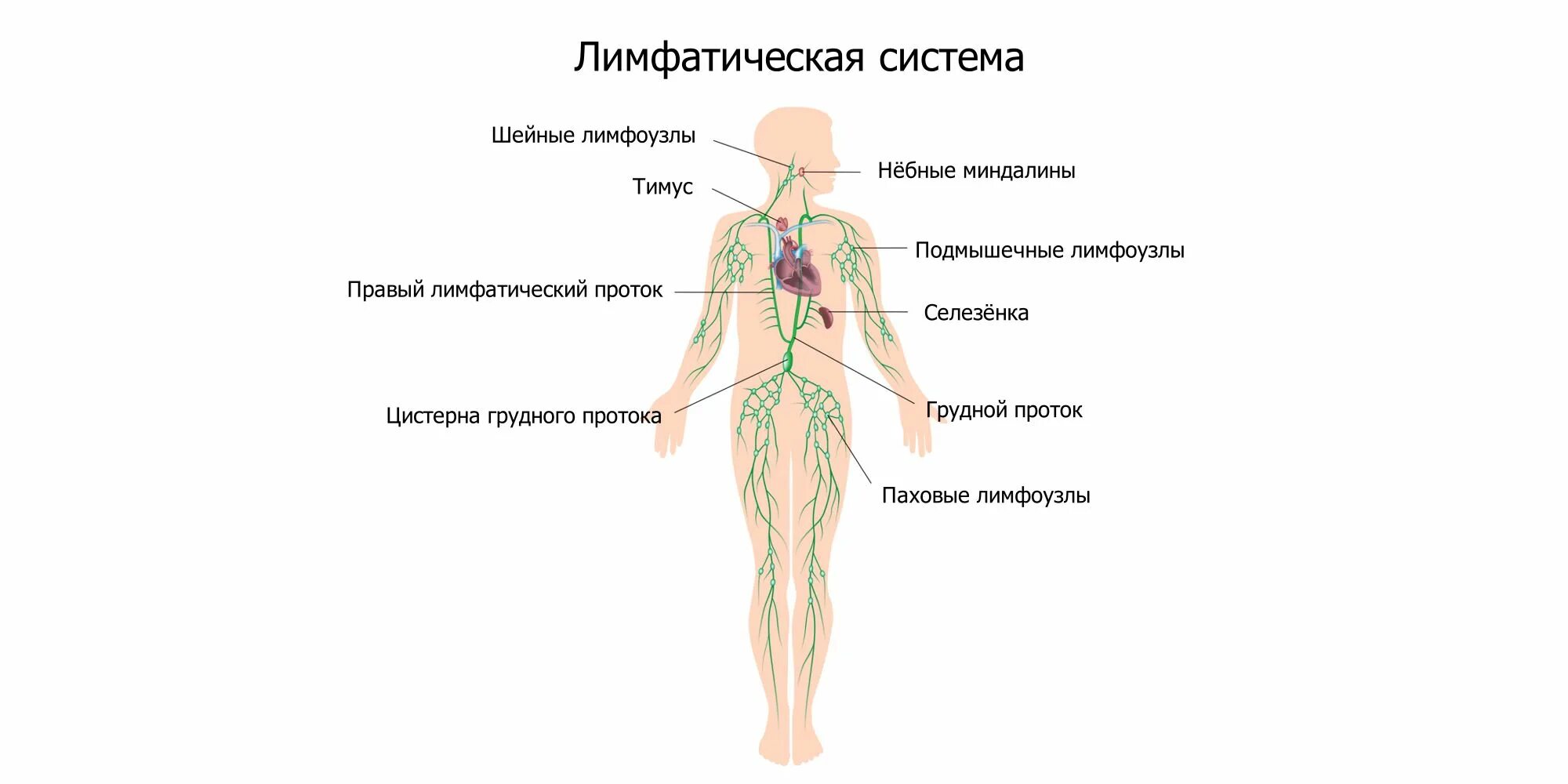 Расположение паховых лимфоузлов у женщин схема Откуда берётся воспаление лимфоузлов в паху - Лайфхакер