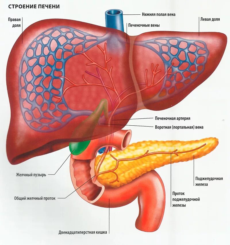 Расположение печени фото Питание и пищеварение