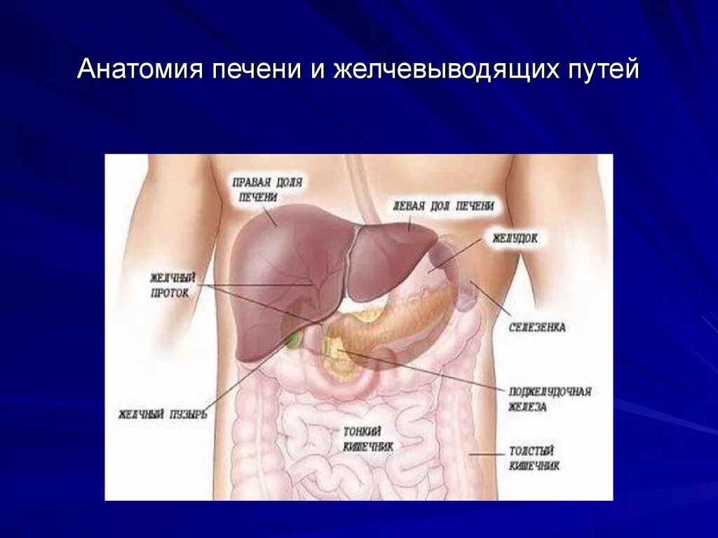 Расположение печени фото Картинки ГДЕ РАСПОЛОЖЕНА ПЕЧЕНЬ КАРТИНКИ