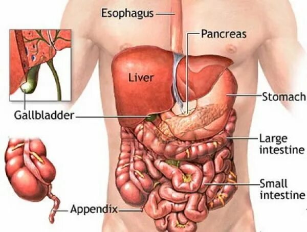 Расположение печени фото EARTH CHANGE MZ Organos del cuerpo humano, Cuerpo humano anatomia, Sistemas del 