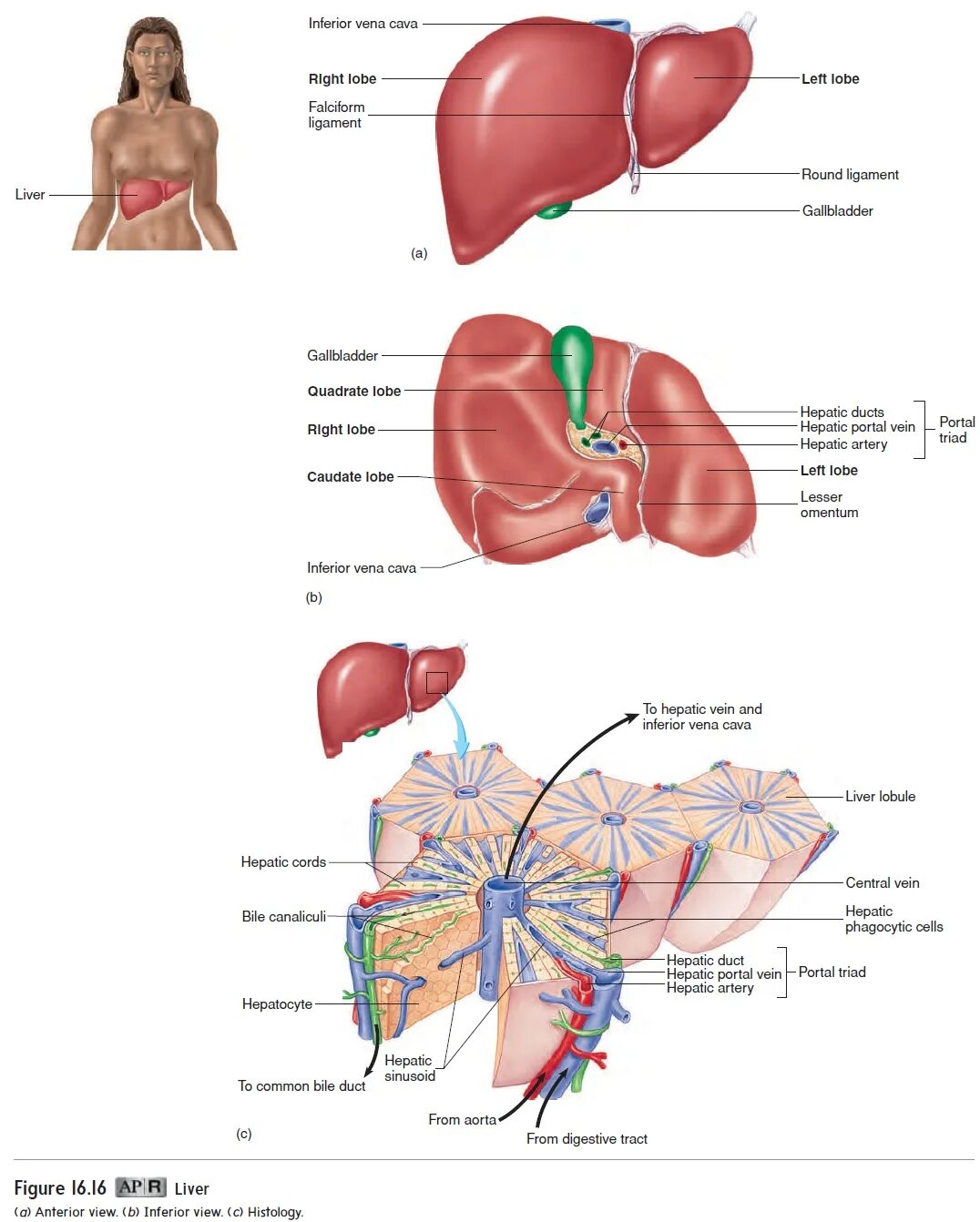 Расположение печени фото Anatomy of the liver