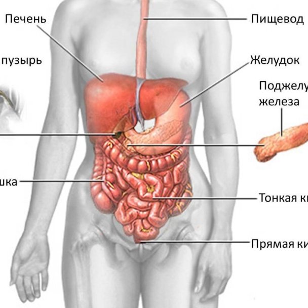 Расположение печени фото Печень находится - ПЕЧЕНЬ В ОРГАНИЗМЕ ЧЕЛОВЕКА И ЕЕ ФУНКЦИИ - ГБУЗ РТ Реснаркоди