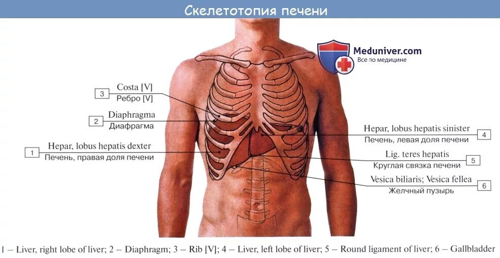 Расположение печени фото Анатомия человека: Печень. Функции печени. Ворота печени