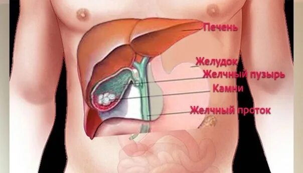 Расположение печени фото ⚡ Спорный момент боя Усик vs Дюбуа В интернете начинают спорить по поводу легаль