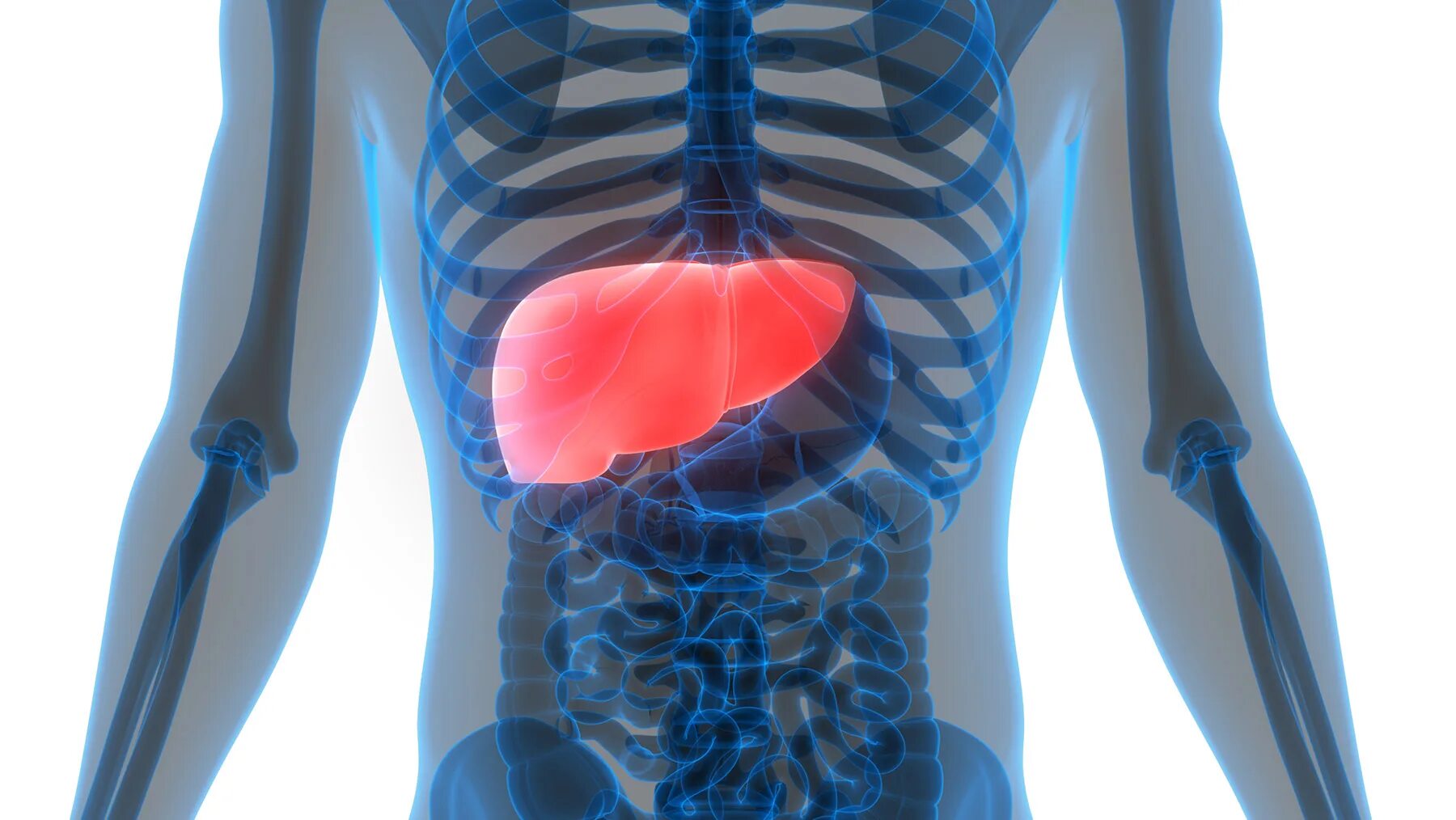 Расположение печени фото Liver Cancer Treatment In Iran Medpersia Medical Tourism