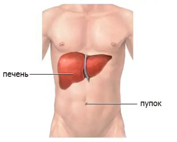 Расположение печени фото Причины заболевания печени человека - Здоровье - Медиаплатформа МирТесен
