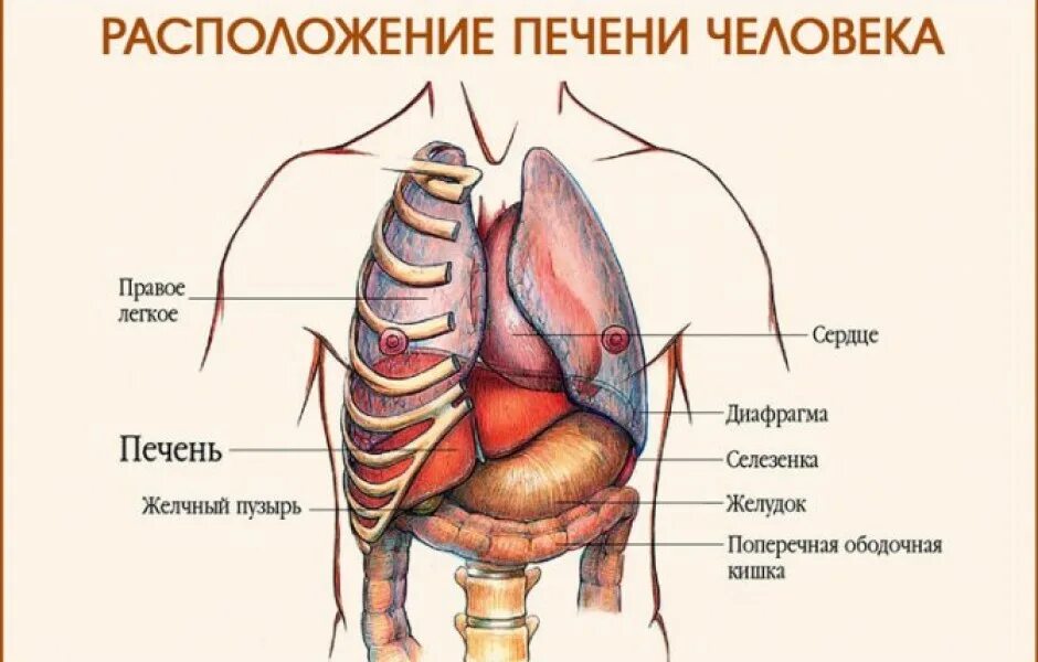 Расположение печени фото ПЕЧЕНЬ В ОРГАНИЗМЕ ЧЕЛОВЕКА И ЕЕ ФУНКЦИИ - ГБУЗ РТ "Реснаркодиспансер"