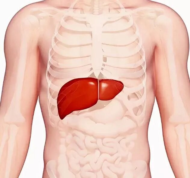 Расположение печени фото Очистка печени: заботимся о здоровье Наша печень страдает от неправильного питан