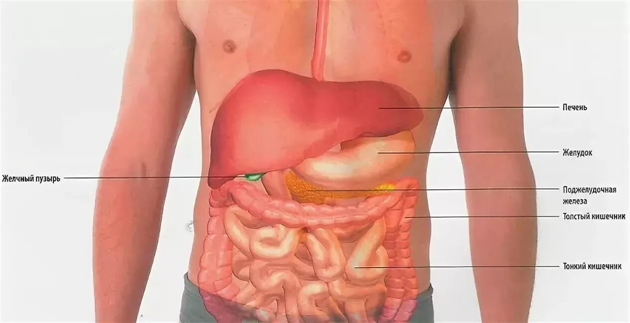 Расположение печени фото Что находится в левой стороне у человека