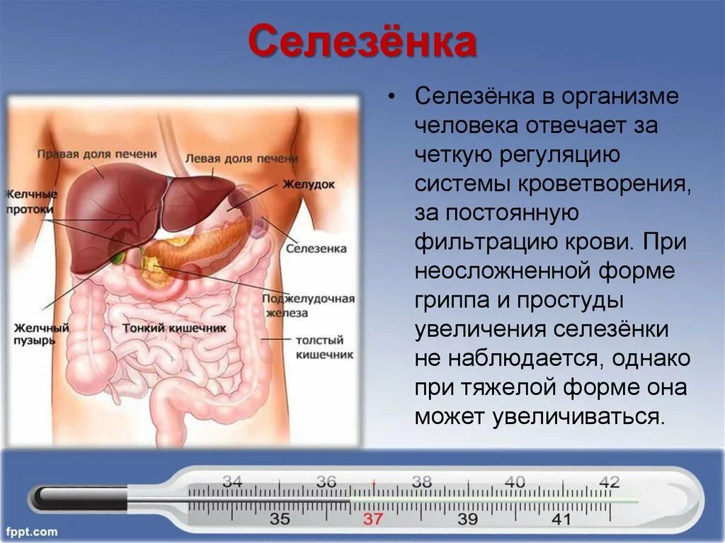 Расположение печени фото Селезенка где находится чем лечить