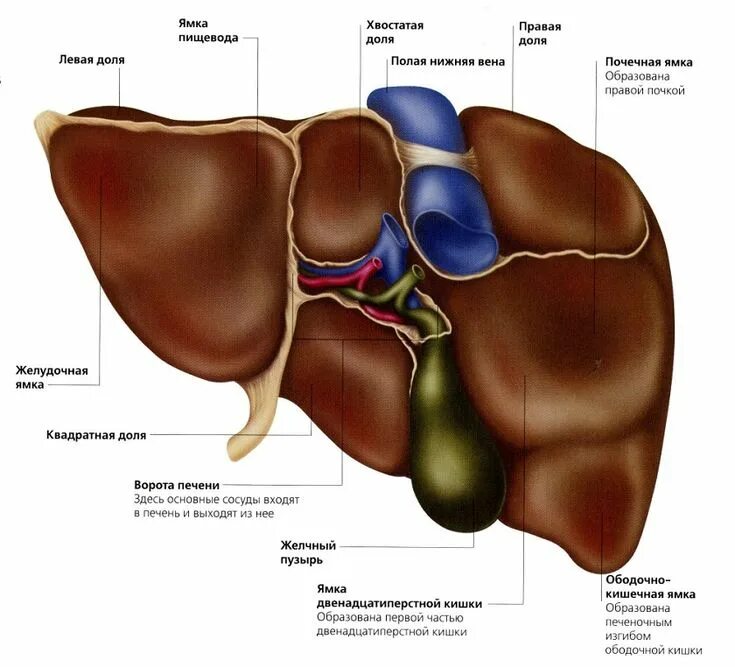 Расположение печени фото анатомия печень Gezond